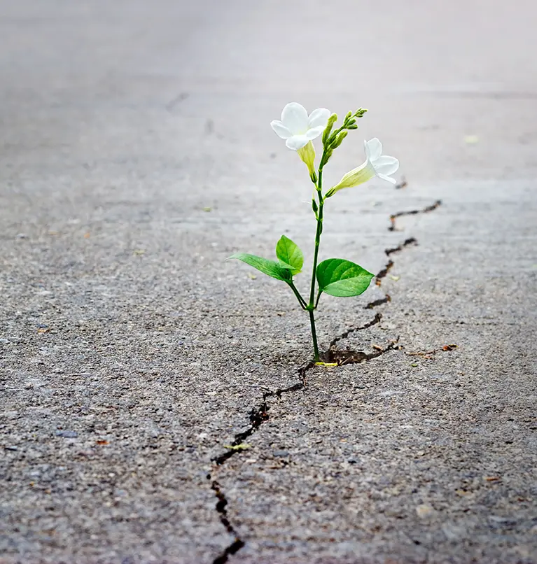 Beautiful flower growing out of the crack in the pavement